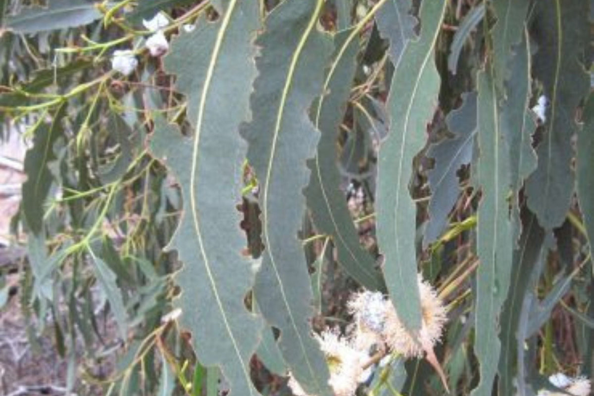 Blue Gum Eucalyptus Starter Plant (Eucalyptus globulus) – 1′-2′ Tall Live Plant