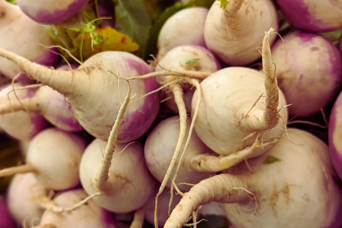 Purple Top White Globe Turnip Seeds - Royal Crown - Vegetable Seeds - Brassica rapa