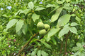 English Walnut Tree (Juglans regia) - Live Bareroot Tree up to 2ft Tall