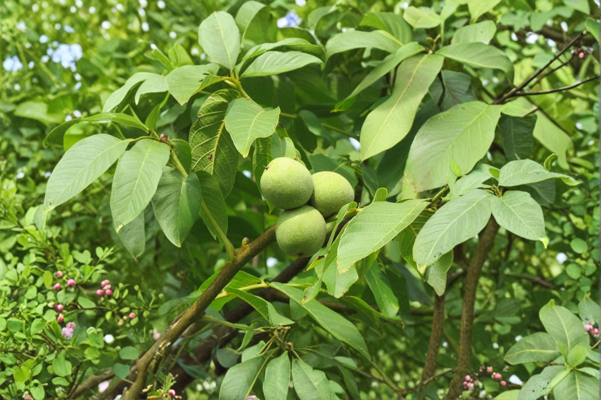English Walnut Tree (Juglans regia) - Live Bareroot Tree up to 2ft Tall