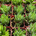 Haworthia rubrobrunnea Live Succulent – Rooted in 2" Planter | Easy-Care Indoor Plant