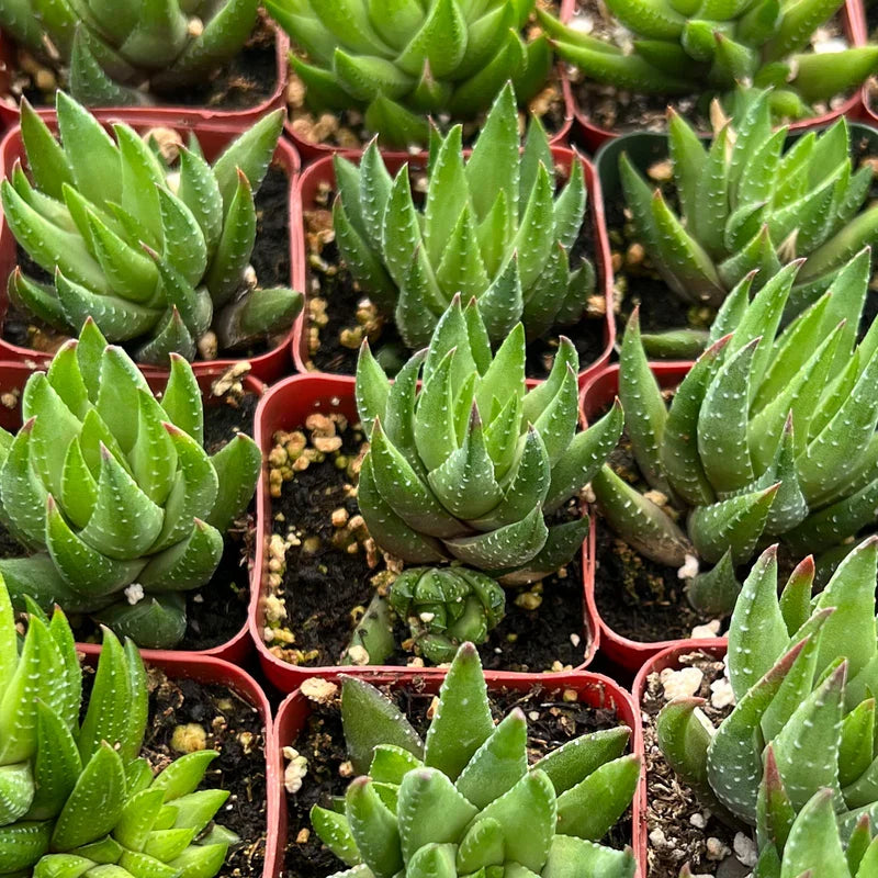 Haworthia rubrobrunnea Live Succulent – Rooted in 2" Planter | Easy-Care Indoor Plant