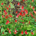 Live Wild Red Columbine (Aquilegia canadensis) - Native Perennial in 1 Pint Pot
