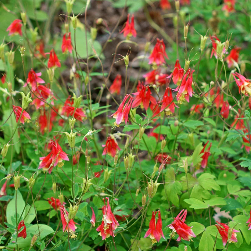 Live Wild Red Columbine (Aquilegia canadensis) - Native Perennial in 1 Pint Pot