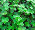 Callisia repens (Dwarf Wandering Jew) - 20 Unrooted Cuttings