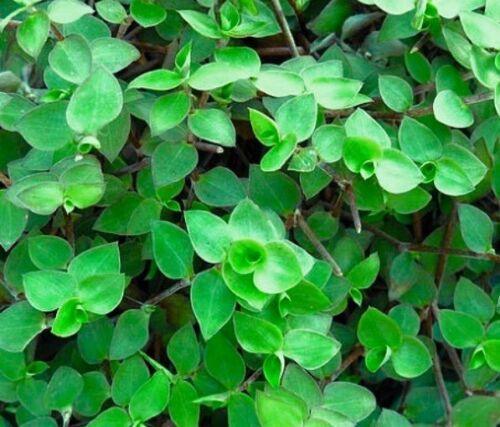 Callisia repens (Dwarf Wandering Jew) - 20 Unrooted Cuttings