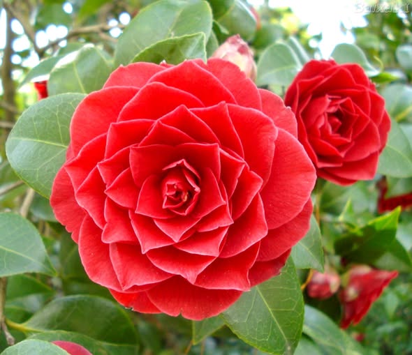 Middlemist Red Camellia Cuttings (Camellia japonica) – 3 Unrooted Fresh Cuttings for Rooting