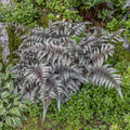 Live Japanese Painted Fern - Athyrium Niponicum | 1 Pint Pot, Hardy Shade Perennial