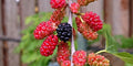 Red Mulberry Tree Morus rubra – Bare Root Live Tree, Native, Non-Dwarf