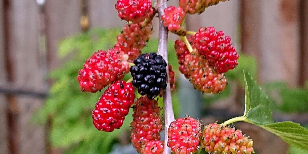 Red Mulberry Tree Morus rubra – Bare Root Live Tree, Native, Non-Dwarf