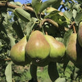 12 Bartlett Pear Tree Cuttings – Unrooted, For Grafting or Rooting