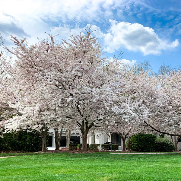 Yoshino Cherry Tree (Prunus x yedoensis) Bare-Root 1–2 ft — Pink & White Spring Blooms