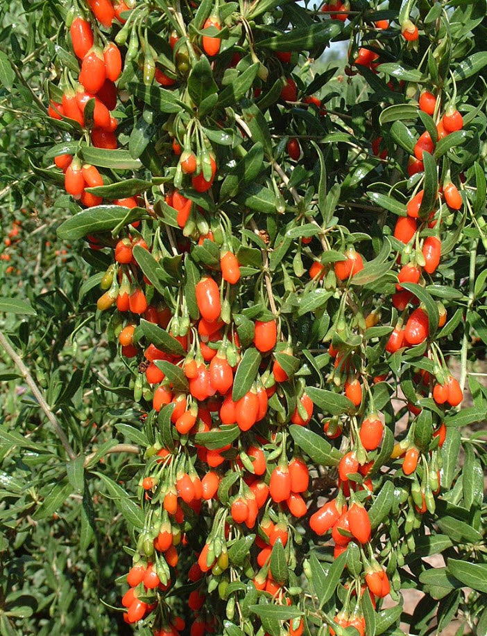 Goji Berry Plant Lycium barbarum – 6" Pot, Mature Starter, Cold Hardy