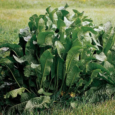 Horseradish Plants - 2 Fresh Organic Bareroot Perennial Roots for Planting