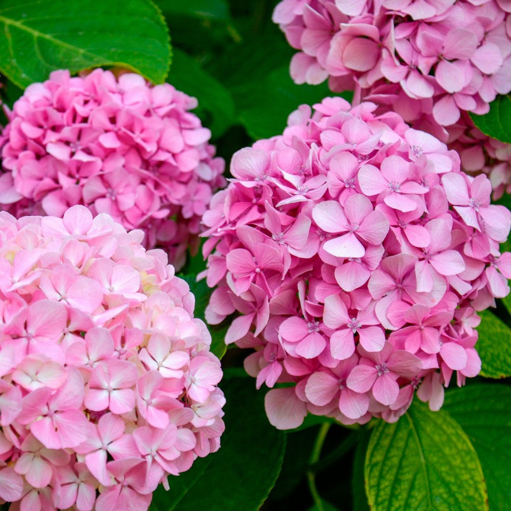 Pink Hydrangea Live Plant - Bareroot 6–12" Dwarf Shrub | Zones 5–9
