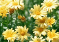 Beauty Yellow Marguerite Daisy - Argyranthemum frutescens 'Beauty Yellow' 4-Inch Live Plant