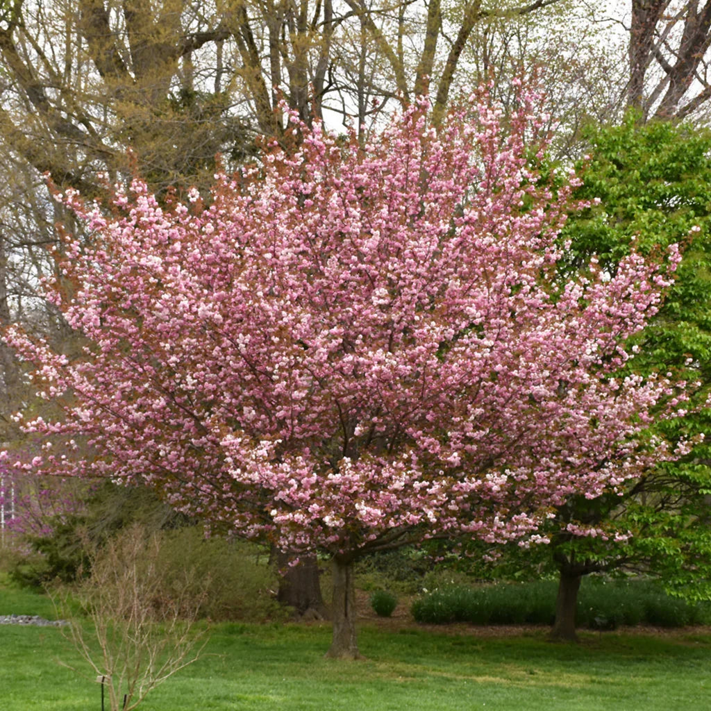 Kwanzan Cherry Tree - 1 Bare Root 1-2 ft Tall Prunus serrulata ‘Kanzan’