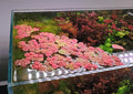 Red Root Floater Phyllanthus fluitans — 10 Live Floating Aquarium Plants