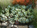 Crassula Arborescens 'Silver Dollar' Succulent Cutting – 4–6" Unrooted