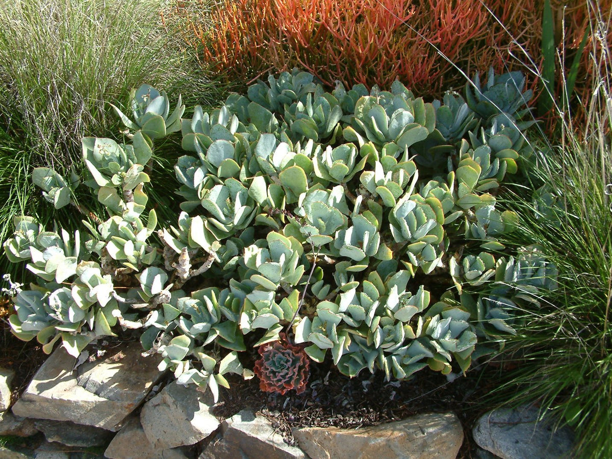 Crassula Arborescens 'Silver Dollar' Succulent Cutting – 4–6" Unrooted
