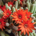 Echinopsis chamaecereus Cuttings (Peanut Cactus) — 5 Unrooted Cuttings, Bright Orange Blooms