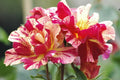 Degas Rose Cuttings - 3 Unrooted Rosa 'Degas' Striped Yellow-Red Cuttings for Rooting or Grafting