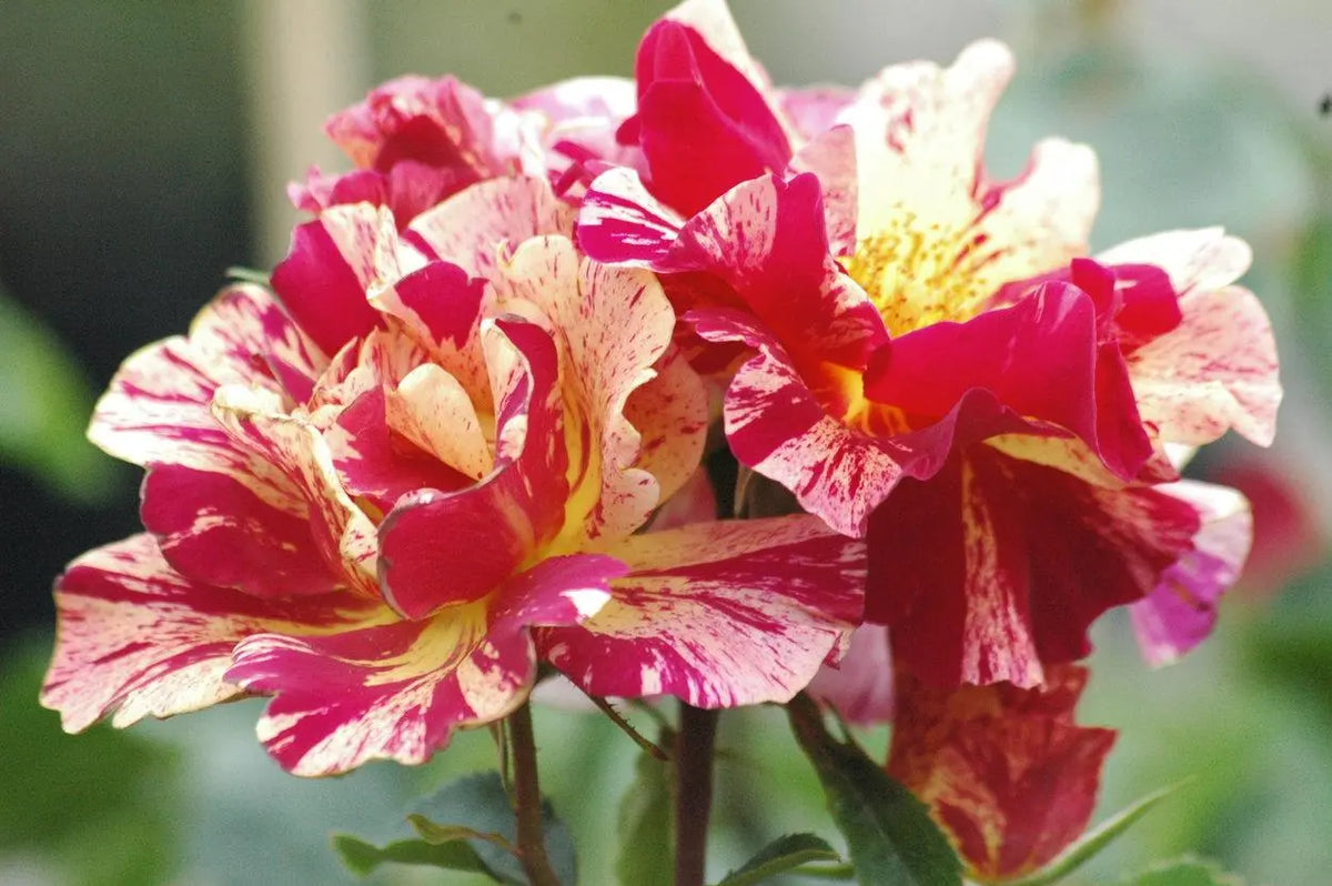 Degas Rose Cuttings - 3 Unrooted Rosa 'Degas' Striped Yellow-Red Cuttings for Rooting or Grafting