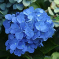 Blue Hydrangea Bushes - 2 Live Bareroot Plants, 18" | Large Fragrant Blooms, Perennial