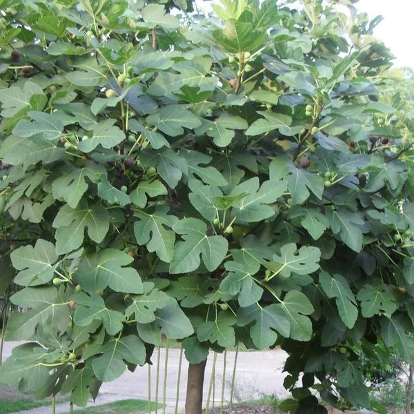Fresh 5 Fig Tree Cuttings (8" each) – Unrooted, Organic, Fruiting Variety