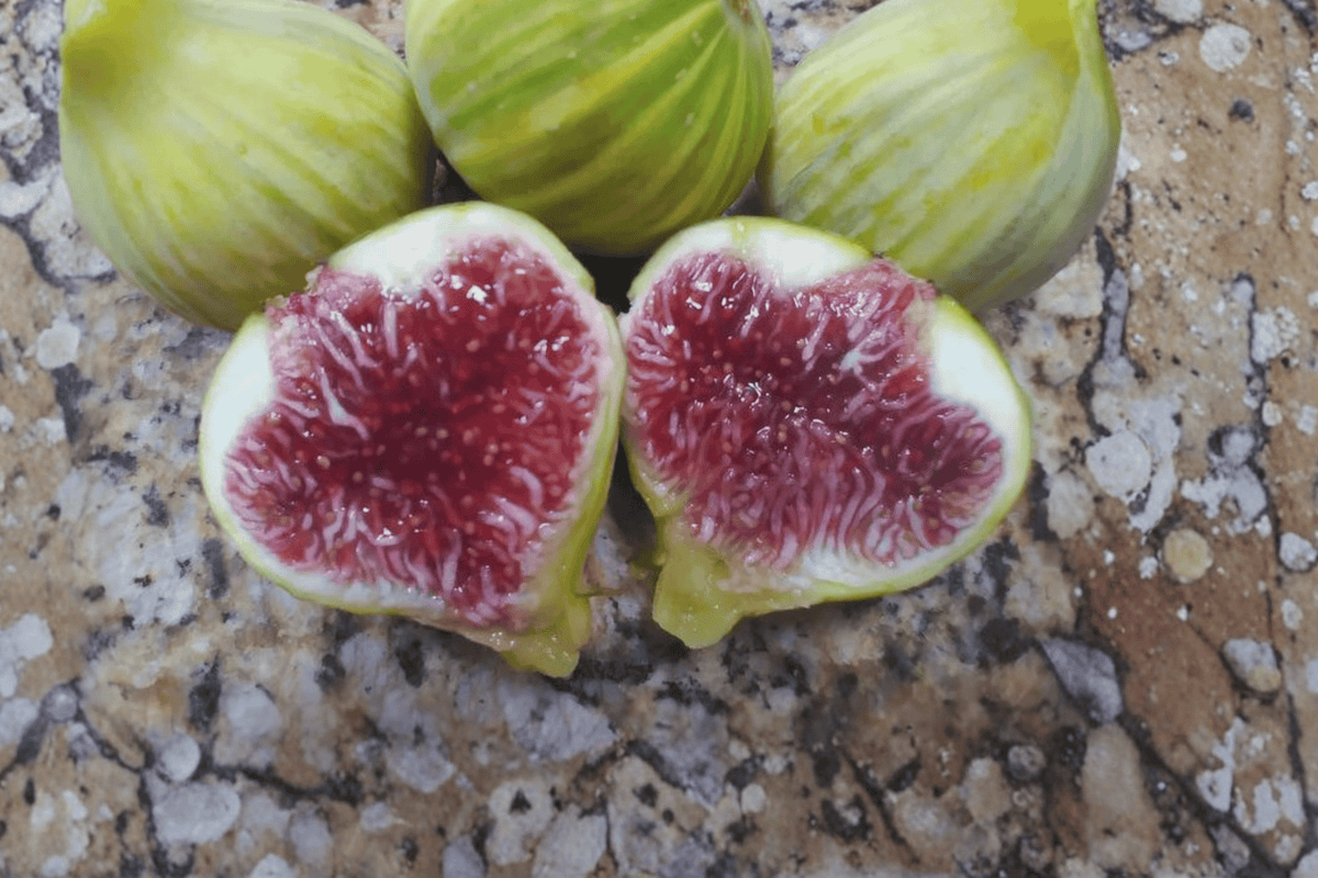 Raspberry Tart Fig Unrooted Hardwood Cuttings (Ficus carica) – 6–8 in, 2 Cuttings
