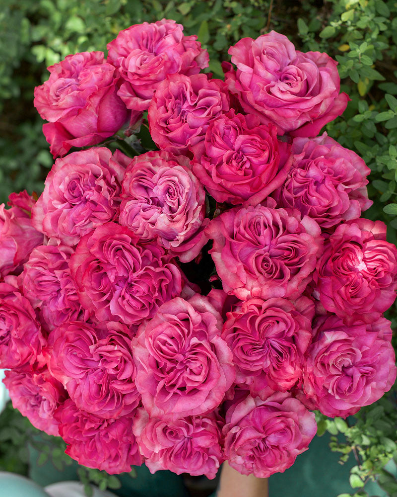 Country Blues Rose Cuttings (3) - Rosa ‘Country Blues’ Unrooted for Rooting or Grafting