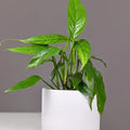 Pothos Baltic Blue – Rooted Starter Plant Epipremnum pinnatum, Easy Care Indoor Vine