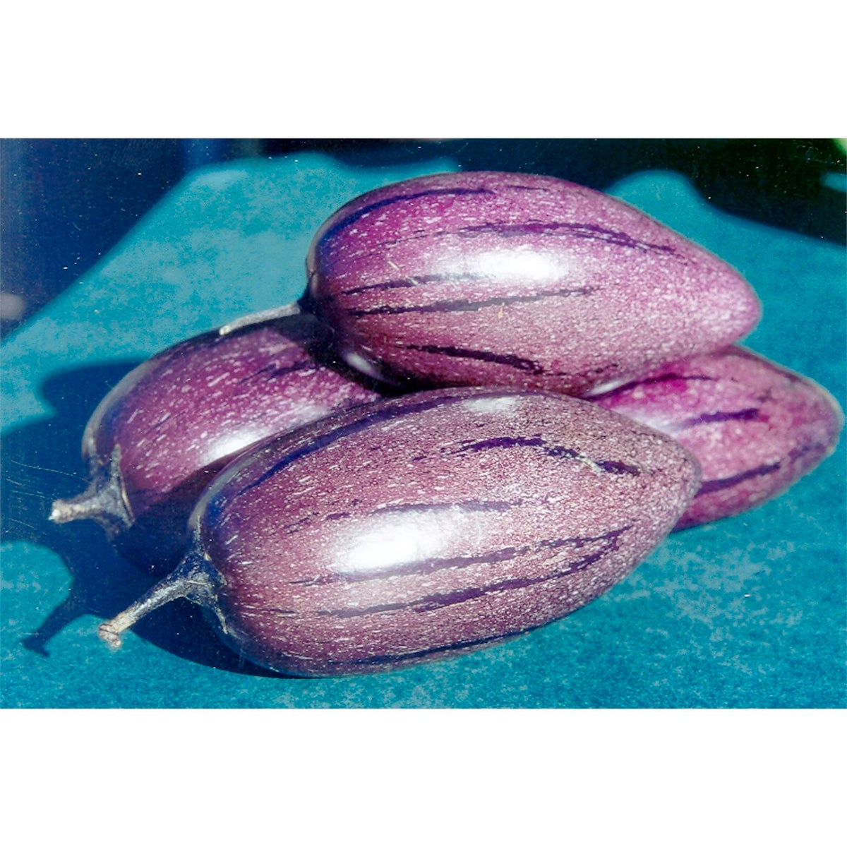 Purple 'Stripey' Pepino Melon Cuttings (Solanum muricatum) – 6 Unrooted