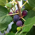 Chicago Hardy Fig Cuttings (Ficus carica) - 2 Unrooted 6-8"  Cold-Hardy Propagation