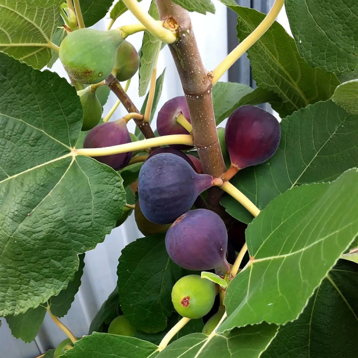 Chicago Hardy Fig Cuttings (Ficus carica) - 2 Unrooted 6-8"  Cold-Hardy Propagation