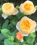 Chirp Chinese Garden Shrub Rose Cuttings (3) – Unrooted, Pink Chirp Rosa ‘Chirp’