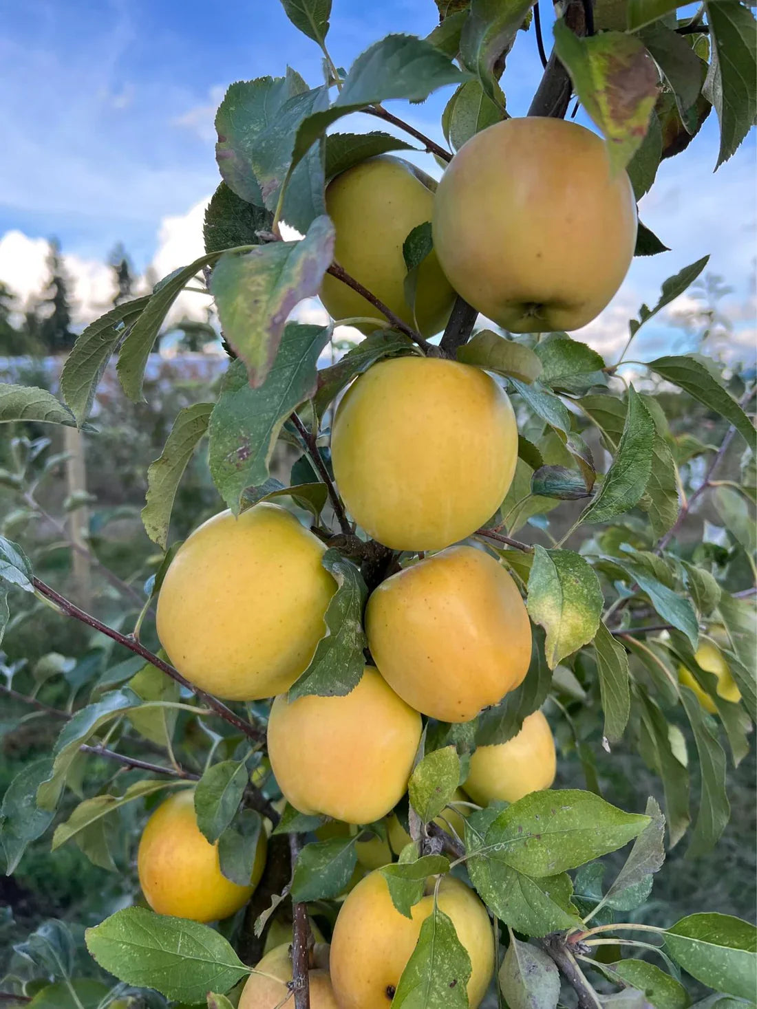 Japanese Yellow Apple Cutting (Malus domestica) – 6–8” Unrooted Cutting for Rooting, Grafting