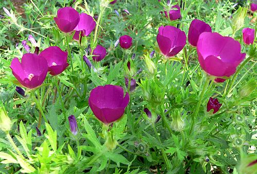 Purple Poppy Mallow (Callirhoe involucrata) Seeds - 15 Non-GMO 100mg - Groundcover Wildflower