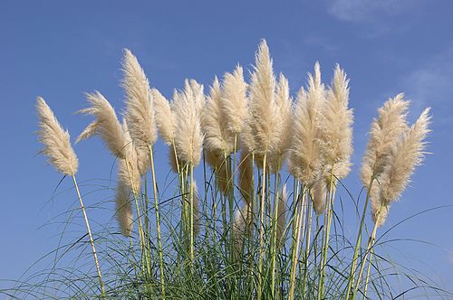 Pampas Grass Bare Root Starter Plants – Cortaderia selloana (4–8 in) | 4 Live Plants