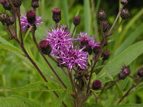 Vernonia noveboracensis Seeds | New York Ironweed - 100 Non-GMO Native Perennial Seeds