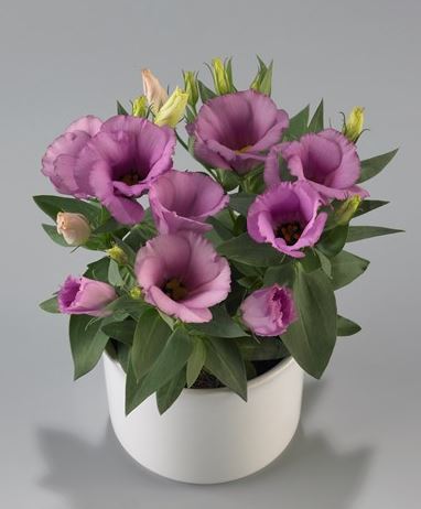 Lisianthus Lilac Shade Live Plant | Bare-root Eustoma grandiflorum 2–5” Tall — Zones 8–10