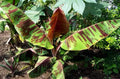 Sumatrana Banana Tree Bare Root Starter Plant | Ornamental Musa sumatrana