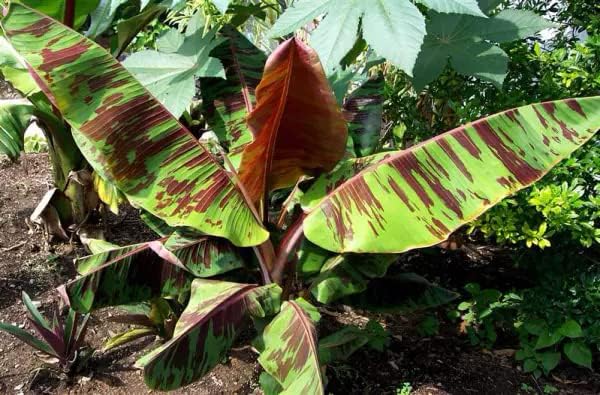 Sumatrana Banana Tree Bare Root Starter Plant | Ornamental Musa sumatrana