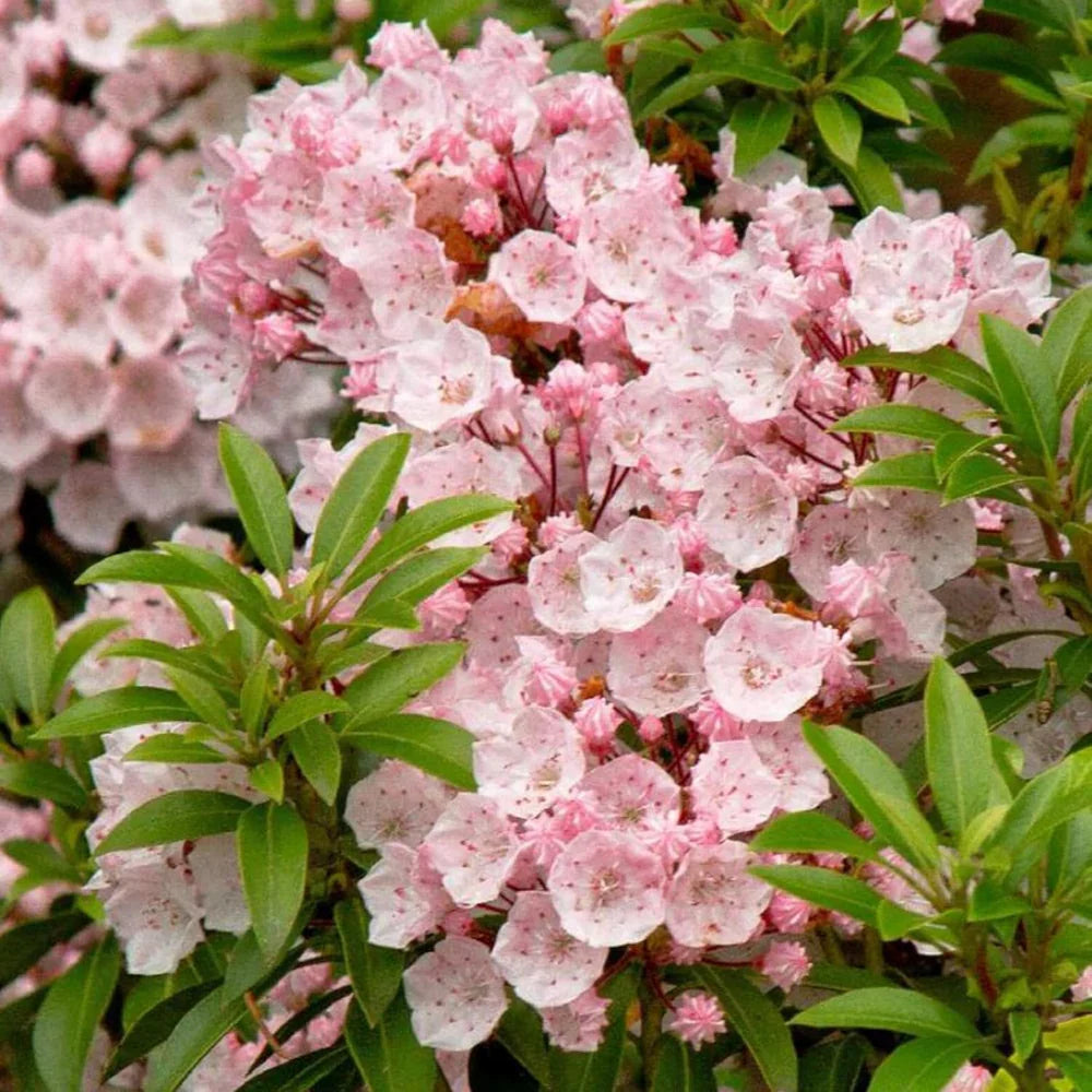 Pink Mountain Laurel (Kalmia latifolia) - Bare Root Shrub, 1 ft Tall, Fragrant Pink Flowers