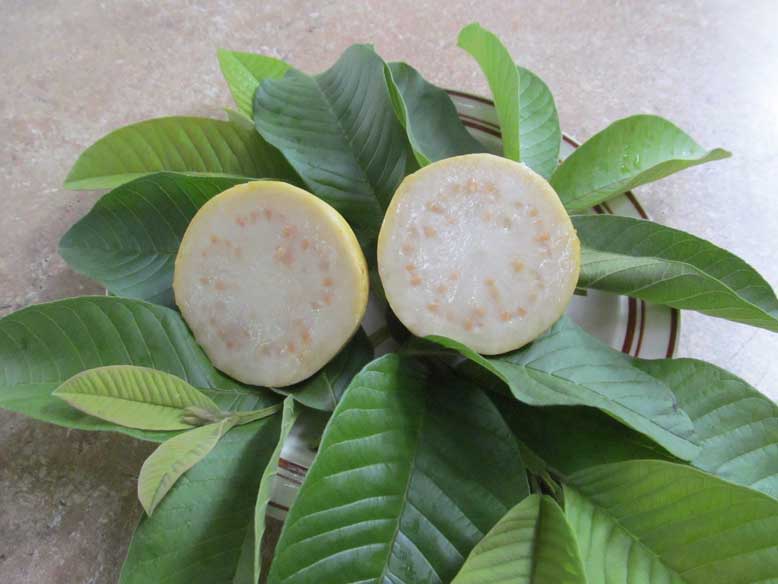 Peruvian White Guava Tree - Psidium guajava Bare Root Starter Plant, Self-Fertile, Full Sun