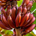 Red Dacca Banana Plant (Musa acuminata) – Live Red Banana Tree, Edible Tropical Fruit