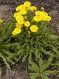Dandelion Plants Bare Root Pack - Taraxacum officinale, Heirloom Organic, 10 Plants