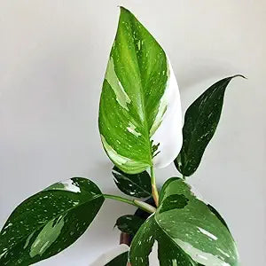 Philodendron White Princess Starter Plant 5–8" Bare-root Variegated Aroid