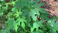 Chaya Manya Unrooted Cuttings (Cnidoscolus aconitifolius) - 3 Organic Tree Spinach Cuttings