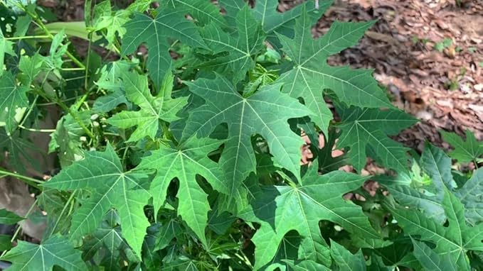 Chaya Manya Unrooted Cuttings (Cnidoscolus aconitifolius) - 3 Organic Tree Spinach Cuttings